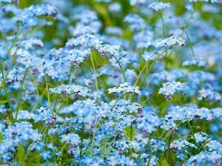 Обои цветы, природа, обои, макро, nature wallpapers, незабудки,  цветы, незабудка, flowers, nature, wallpaper, macro, forget-me-nots, forget-me-not разрешение 2560x1600 Загрузить