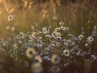 Обои свет, цветы, трава, солнце, природа, лето, поляна, ромашки, light, flowers, grass, the sun, nature, summer, glade, chamomile разрешение 3888x2592 Загрузить