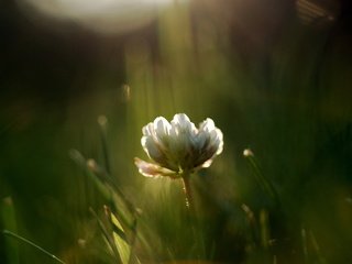 Обои трава, цветок, лето, луг, полевой, grass, flower, summer, meadow, field разрешение 2560x1600 Загрузить