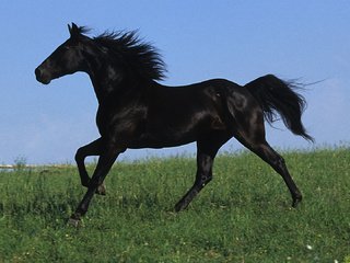 Обои небо, поле, черный, грива, жеребец, лошаль, скакун, the sky, field, black, mane, stallion, local, horse разрешение 1920x1080 Загрузить