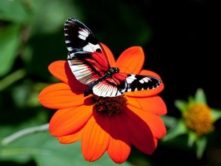 Обои цветок, бабочка, астра, flower, butterfly, astra разрешение 4288x2680 Загрузить