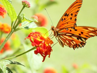 Обои цветок, бабочка, пыльца, нектар, flower, butterfly, pollen, nectar разрешение 2560x1600 Загрузить