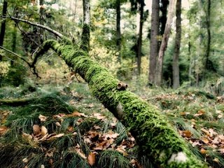 Обои дерево, лес, листва, мох, tree, forest, foliage, moss разрешение 1920x1080 Загрузить