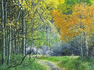 Обои деревья, лес, листья, листва, осень, тропа, trees, forest, leaves, foliage, autumn, trail разрешение 1920x1080 Загрузить