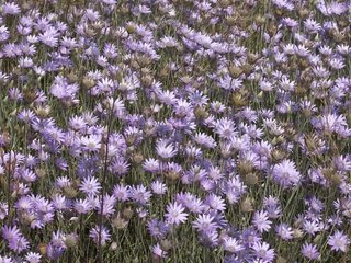 Обои цветы, полевой, сухоцвет, бессмертник, flowers, field, the dried flowers, helichrysum разрешение 2560x1600 Загрузить