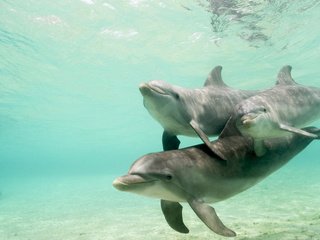 Обои вода, стая, дельфины, подводный мир, water, pack, dolphins, underwater world разрешение 1920x1200 Загрузить