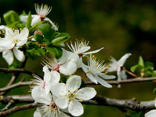 Обои цветы, цветение, растения, макро, весна, flowers, flowering, plants, macro, spring разрешение 1920x1200 Загрузить