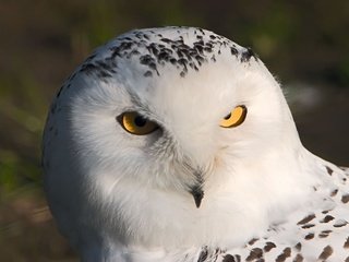 Обои сова, взгляд, хищник, птица, полярная сова, белая сова, owl, look, predator, bird, snowy owl, white owl разрешение 1920x1200 Загрузить