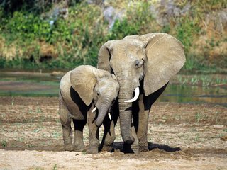 Обои уши, слоны, хобот, слоненок, бивни, ears, elephants, trunk, elephant, tusks разрешение 1920x1200 Загрузить
