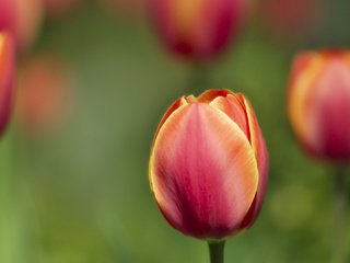 Обои весна, тюльпан, spring, tulip разрешение 1920x1080 Загрузить