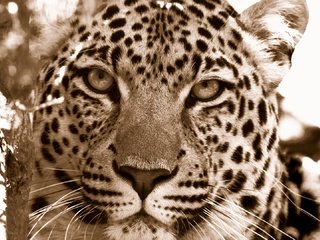 Обои морда, леопард, хищник, дикие кошки, face, leopard, predator, wild cats разрешение 1920x1080 Загрузить