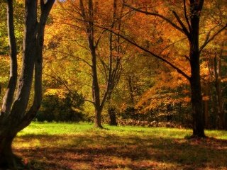 Обои деревья, природа, лес, листья, осень, trees, nature, forest, leaves, autumn разрешение 2048x1279 Загрузить