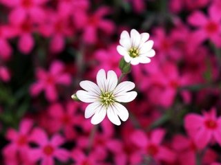 Обои цветы, лепестки, розовые, белые, flowers, petals, pink, white разрешение 1920x1080 Загрузить