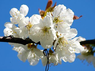 Обои цветы, ветка, цветение, цветок, лепестки, весна, вишня, flowers, branch, flowering, flower, petals, spring, cherry разрешение 1920x1200 Загрузить