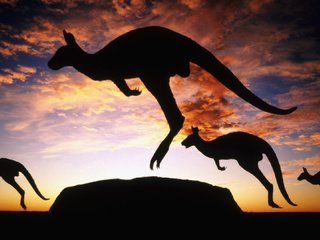 Обои сумерки, австралия, кенгуру, twilight, australia, kangaroo разрешение 1920x1080 Загрузить