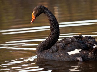 Обои озеро, птица, лебедь, черный лебедь, lake, bird, swan, black swan разрешение 1920x1080 Загрузить