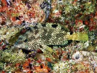 Обои мир, рыбки, рыбы, подводный мир, подводный, коралловый риф, the world, fish, underwater world, underwater, coral reef разрешение 1920x1200 Загрузить