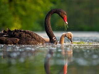 Обои вода, черный лебедь, птенец, отражение, черный, птицы, клюв, перья, лебедь, water, black swan, chick, reflection, black, birds, beak, feathers, swan разрешение 1920x1200 Загрузить