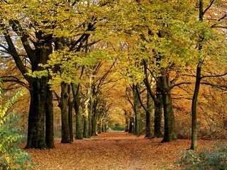 Обои деревья, природа, пейзаж, парк, ветки, листва, осень, аллея, trees, nature, landscape, park, branches, foliage, autumn, alley разрешение 1920x1200 Загрузить