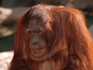 Обои взгляд, обезьяна, орангутанг, look, monkey, orangutan разрешение 3072x2048 Загрузить