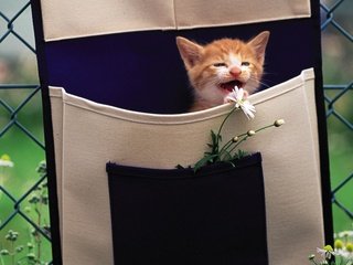 Обои рыжий котеное, цветы, кошка, забор, котенок, сетка, ромашки, рыжий, сумка, red cotinue, flowers, cat, the fence, kitty, mesh, chamomile, red, bag разрешение 1920x1200 Загрузить