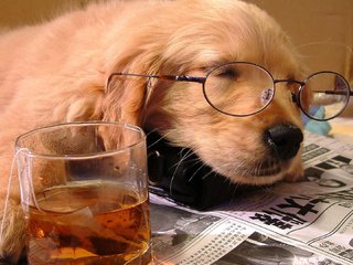 Обои очки, стакан, сон, собака, щенок, отдых, друг, чай, газета, glasses, glass, sleep, dog, puppy, stay, each, tea, newspaper разрешение 1920x1080 Загрузить