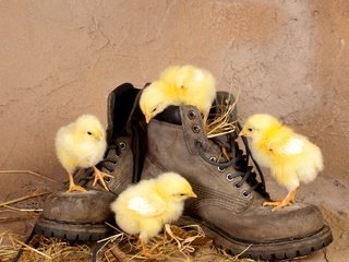 Обои птицы, любопытство, солома, ботинки, птенцы, цыплята, birds, curiosity, straw, shoes, chicks, chickens разрешение 2560x1600 Загрузить