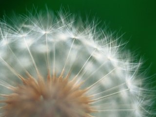 Обои природа, цветок, одуванчик, пух, пушинки, крупным планом, nature, flower, dandelion, fluff, fuzzes, closeup разрешение 2560x1600 Загрузить