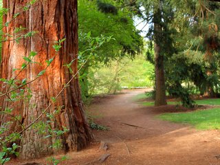 Обои деревья, природа, лес, лето, сосны, тропа, trees, nature, forest, summer, pine, trail разрешение 2560x1600 Загрузить