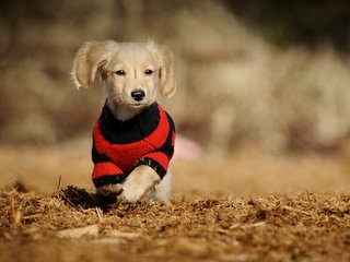 Обои собака, щенок, такса, фон., в кофте.прогулка, dog, puppy, dachshund, background., in the sweater.walk разрешение 1920x1200 Загрузить