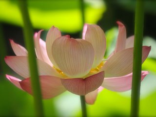 Обои свет, лотос, розовый, стебли, light, lotus, pink, stems разрешение 4288x2848 Загрузить