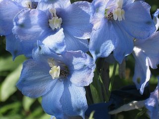 Обои цветы, голубые, cvety, leto, delfinium, sadovye, golubye, дельфиниум, flowers, blue, delphinium разрешение 1920x1440 Загрузить