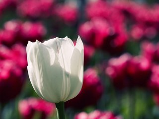 Обои цветок, белый, тюльпан, cvety, priroda, makro fotografii, oboi s cvetami, грустит, flower, white, tulip, sad разрешение 1920x1200 Загрузить