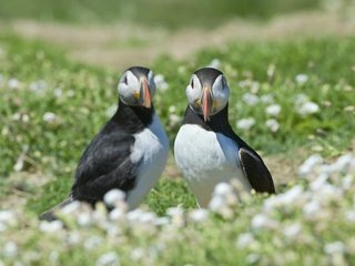 Обои цветы, трава, размытость, птицы, тупик, puffin, атлантический, flowers, grass, blur, birds, stalled, atlantic разрешение 1920x1200 Загрузить