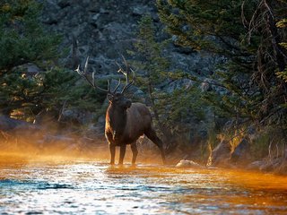 Обои река, солнце, лес, олень, лучи, утро, животные, рога, river, the sun, forest, deer, rays, morning, animals, horns разрешение 1920x1200 Загрузить