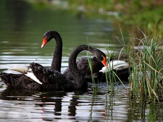 Обои трава, озеро, природа, лето, птицы, лебеди, черный лебедь, grass, lake, nature, summer, birds, swans, black swan разрешение 1920x1200 Загрузить