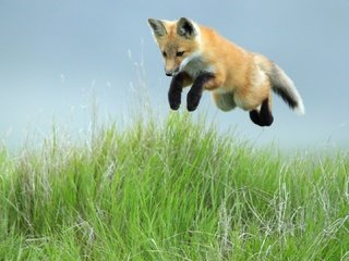 Обои небо, трава, прыжок, лиса, лисица, the sky, grass, jump, fox разрешение 1920x1080 Загрузить