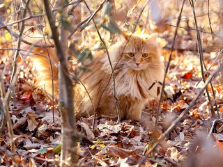 Обои листья, кот, ветки, кошка, осень, пушистый, рыжий, сухие, leaves, cat, branches, autumn, fluffy, red, dry разрешение 2048x1365 Загрузить