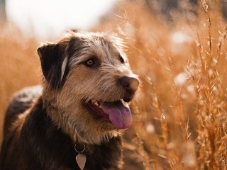 Обои трава, поле, лето, взгляд, собака, ошейник, язык, grass, field, summer, look, dog, collar, language разрешение 2560x1600 Загрузить