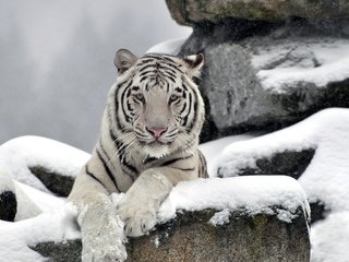 Обои тигр, морда, снег, камни, белый, хищник, waite tiger, tiger, face, snow, stones, white, predator разрешение 1920x1200 Загрузить