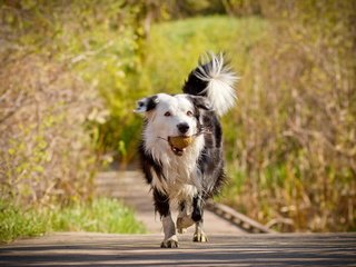 Обои деревья, мост, собака, друг, мяч, бордер-колли, trees, bridge, dog, each, the ball, the border collie разрешение 1920x1280 Загрузить