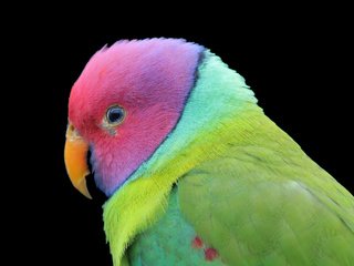 Обои разноцветный, птица, черный фон, попугай, colorful, bird, black background, parrot разрешение 2048x1365 Загрузить