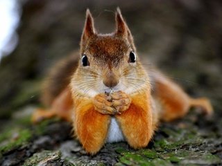 Обои животное, белка, зверек, белочка, грызун, animal, protein, squirrel, rodent разрешение 2560x1600 Загрузить