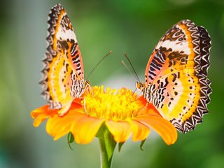 Обои макро, цветок, насекомые, бабочки, малайские златоглазки, macro, flower, insects, butterfly, malay lacewing разрешение 2048x1365 Загрузить