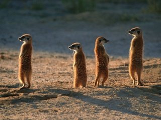 Обои животные, пустыня, сурикаты, семейка, мангустовые, караул, animals, desert, meerkats, family, mangustov, guard разрешение 1920x1280 Загрузить