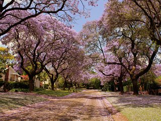 Обои природа, красота, улица, весна, деревья в цвету, nature, beauty, street, spring, trees in bloom разрешение 2560x1600 Загрузить