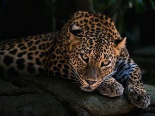 Обои морда, лежит, леопард, хищник, face, lies, leopard, predator разрешение 2000x1125 Загрузить