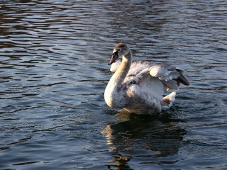 Обои вода, отражение, птица, клюв, перья, лебедь, water, reflection, bird, beak, feathers, swan разрешение 2560x1600 Загрузить