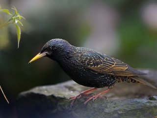 Обои природа, птицы, камень, скворец, nature, birds, stone, starling разрешение 2048x1362 Загрузить