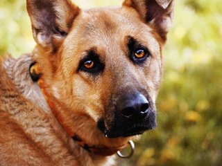 Обои взгляд, собака, ошейник, немецкая овчарка, look, dog, collar, german shepherd разрешение 2048x1365 Загрузить